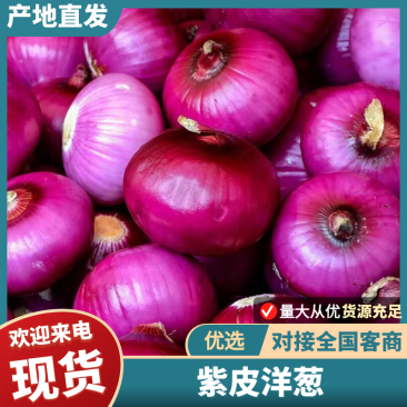 精品洋葱紫皮洋葱市场商超精品电商基地货