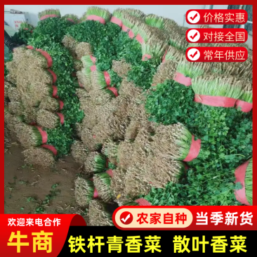 精品铁杆青香菜产地直供货源充足量大优惠保证质量