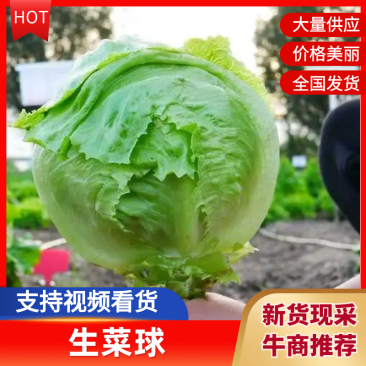 球生菜基地直销质量保证对接电商商超