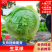 球生菜基地直销质量保证对接电商商超