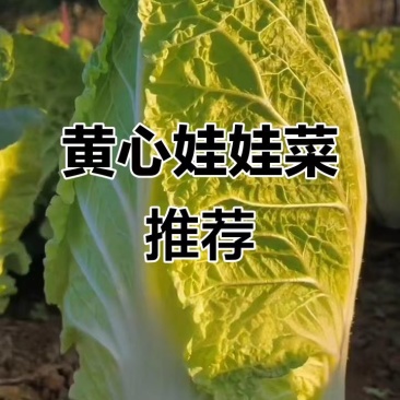 娃娃菜黄心娃娃菜产地直销保证质量全国发货