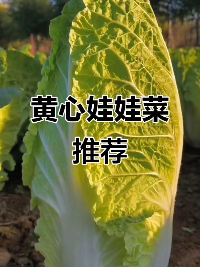 娃娃菜黄心娃娃菜产地直销保证质量全国发货