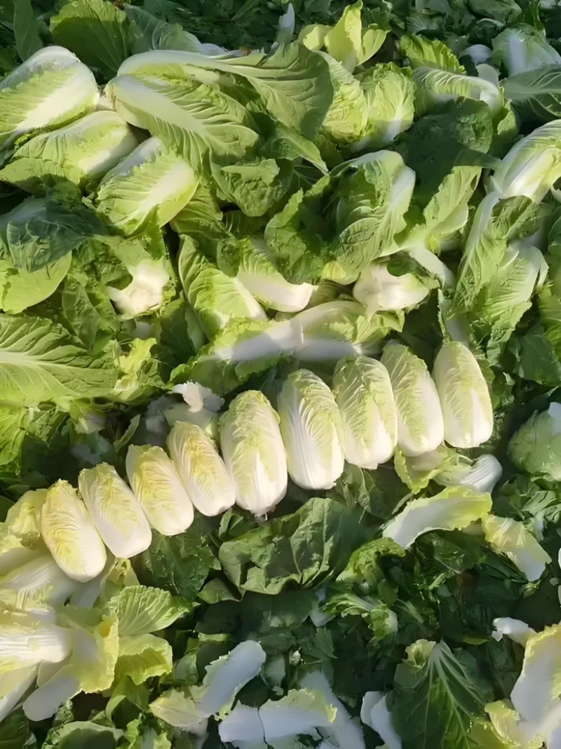 娃娃菜黄心娃娃菜产地直销保证质量全国发货
