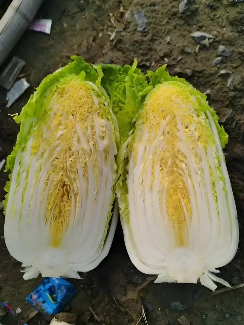 娃娃菜黄心娃娃菜产地直销保证质量全国发货