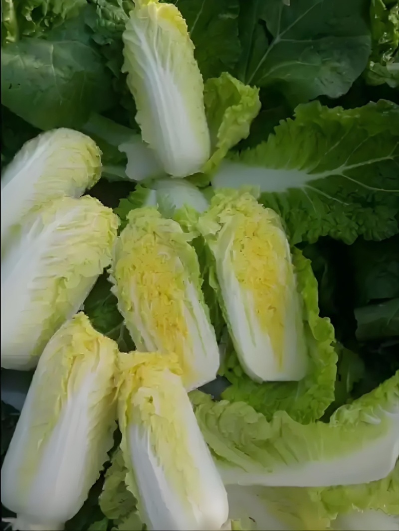 娃娃菜黄心娃娃菜产地直销保证质量全国发货
