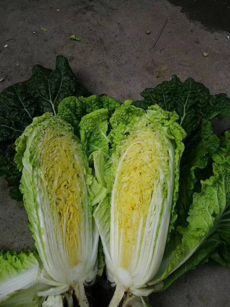 娃娃菜黄心娃娃菜产地直销保证质量全国发货