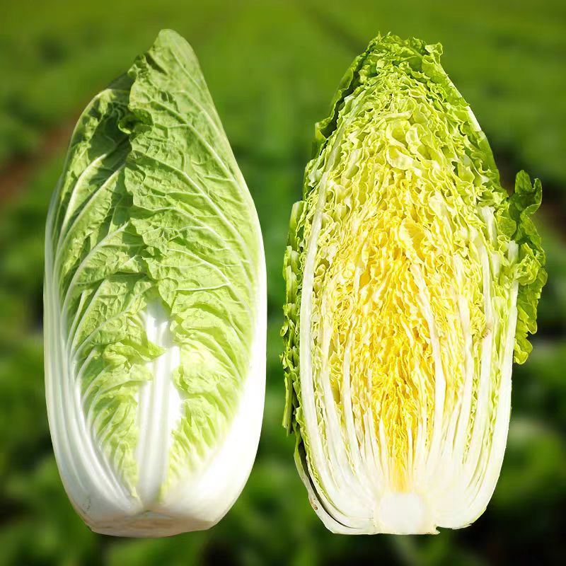 娃娃菜黄心娃娃菜产地直销保证质量全国发货