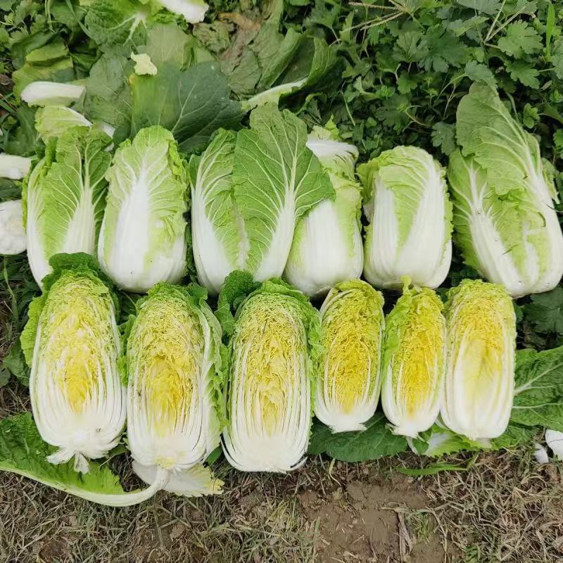 娃娃菜黄心娃娃菜产地直销保证质量全国发货
