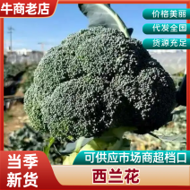 精品西兰花基地一手货源大量供应对接电商市场商超