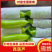 精品西葫芦对接市场商超诚信经营量大优惠