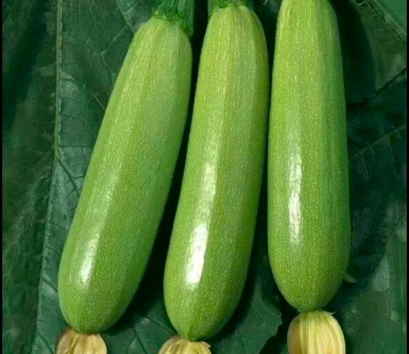 精品西葫芦对接市场商超诚信经营量大优惠