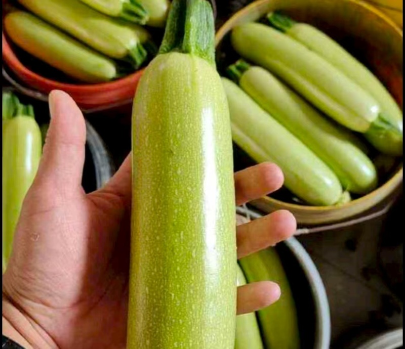 精品西葫芦对接市场商超诚信经营量大优惠