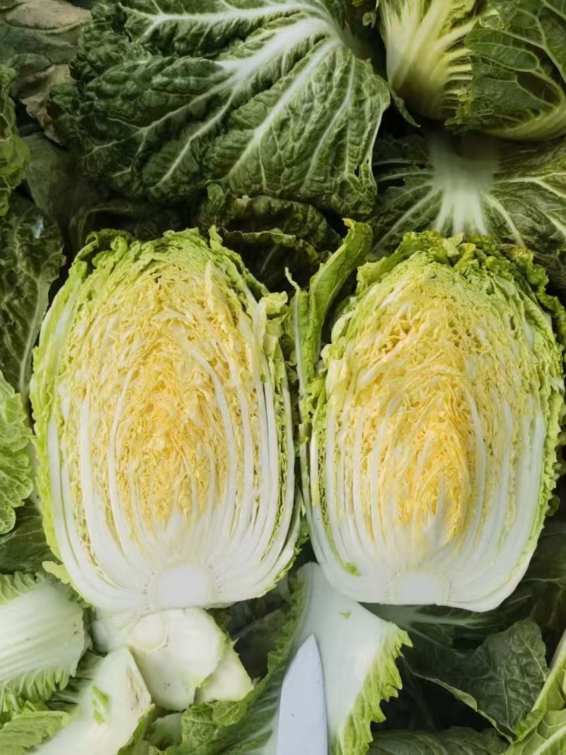 精品黄心白菜玲珑黄黄心白菜对接市场商超大量供应