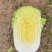 精品黄心白菜玲珑黄黄心白菜对接市场商超大量供应
