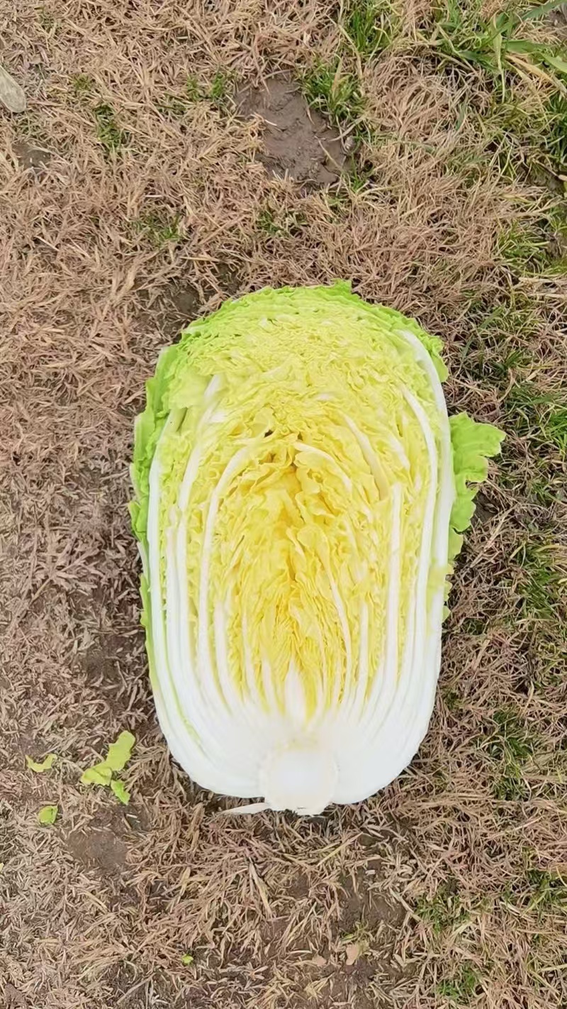 精品黄心白菜玲珑黄黄心白菜对接市场商超大量供应