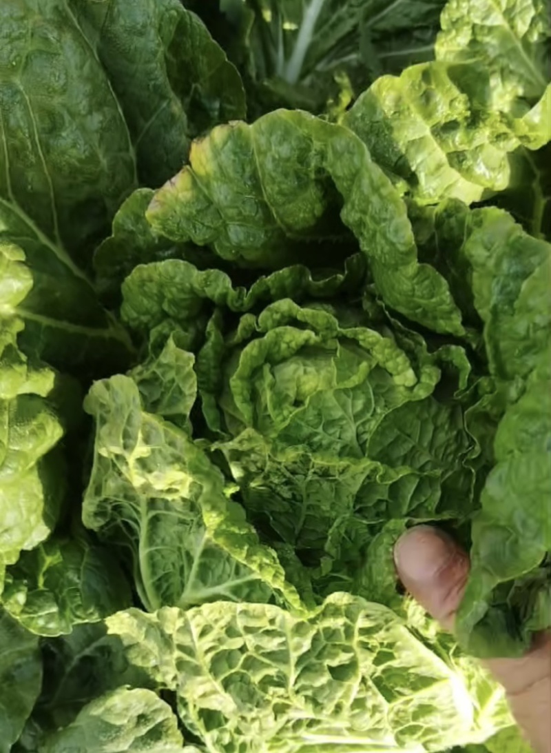 精品黄心白菜玲珑黄黄心白菜对接市场商超大量供应