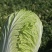 精品黄心白菜玲珑黄黄心白菜对接市场商超大量供应
