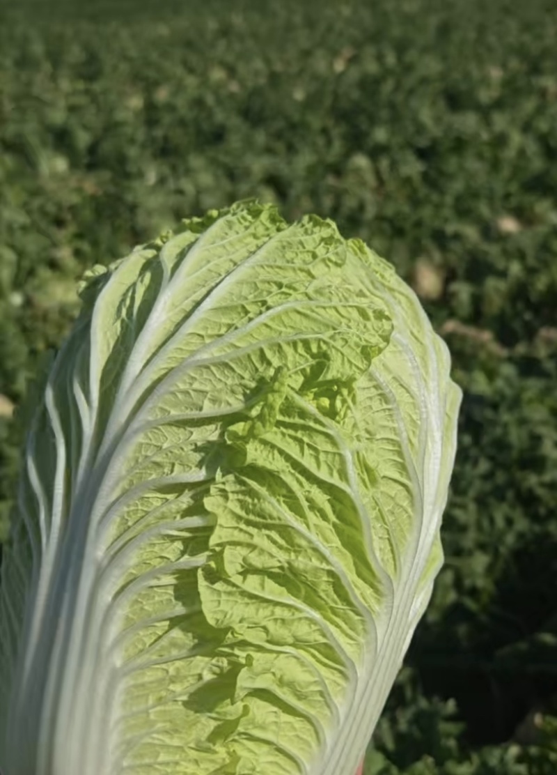 精品黄心白菜玲珑黄黄心白菜对接市场商超大量供应