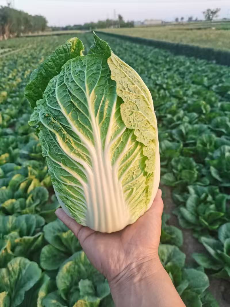 精品黄心白菜玲珑黄黄心白菜对接市场商超大量供应