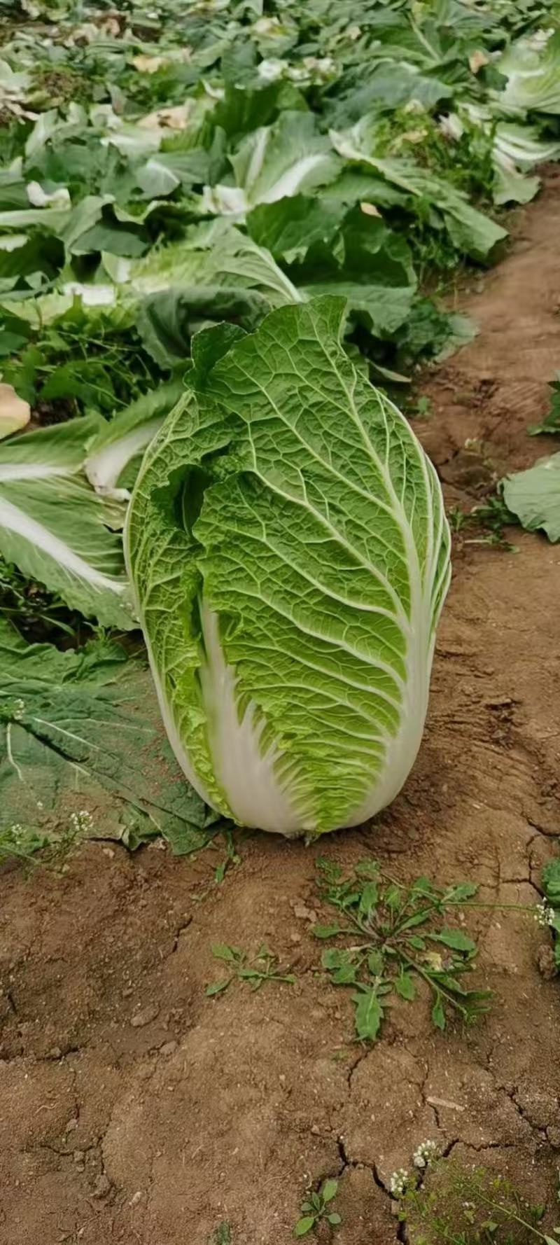精品黄心白菜玲珑黄黄心白菜对接市场商超大量供应