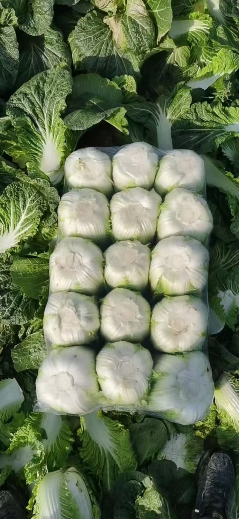 精品黄心白菜玲珑黄黄心白菜对接市场商超大量供应