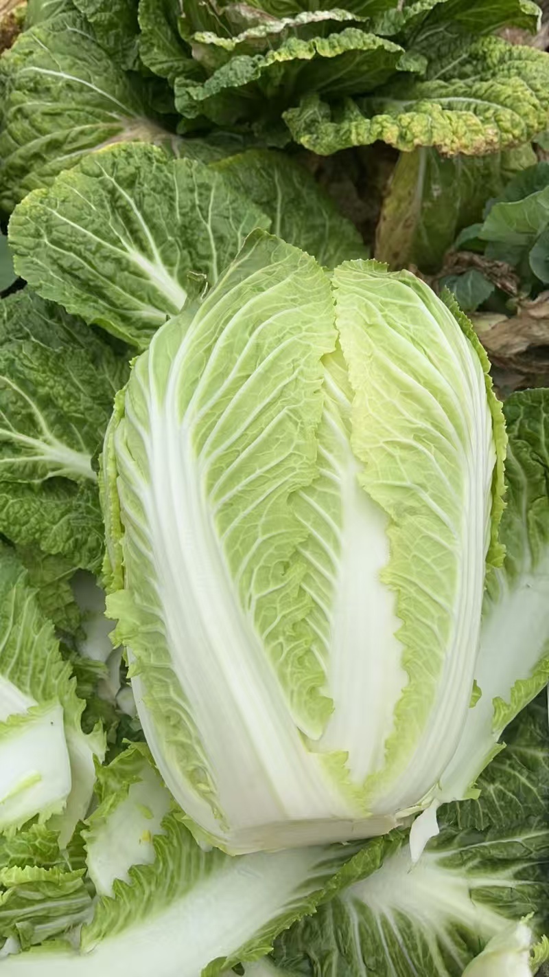 精品黄心白菜玲珑黄黄心白菜对接市场商超大量供应