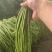 云南豆角青条豆角豇豆对接电商市场商超