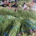 云南豆角青条豆角豇豆对接电商市场商超