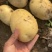 土豆沃土黄心土豆对接电商市场商超全国发货