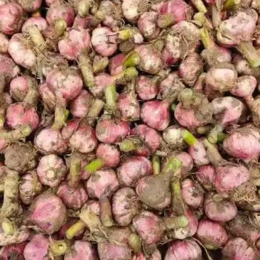 把蒜紫皮蒜扒皮蒜干大蒜基地直发全国发货