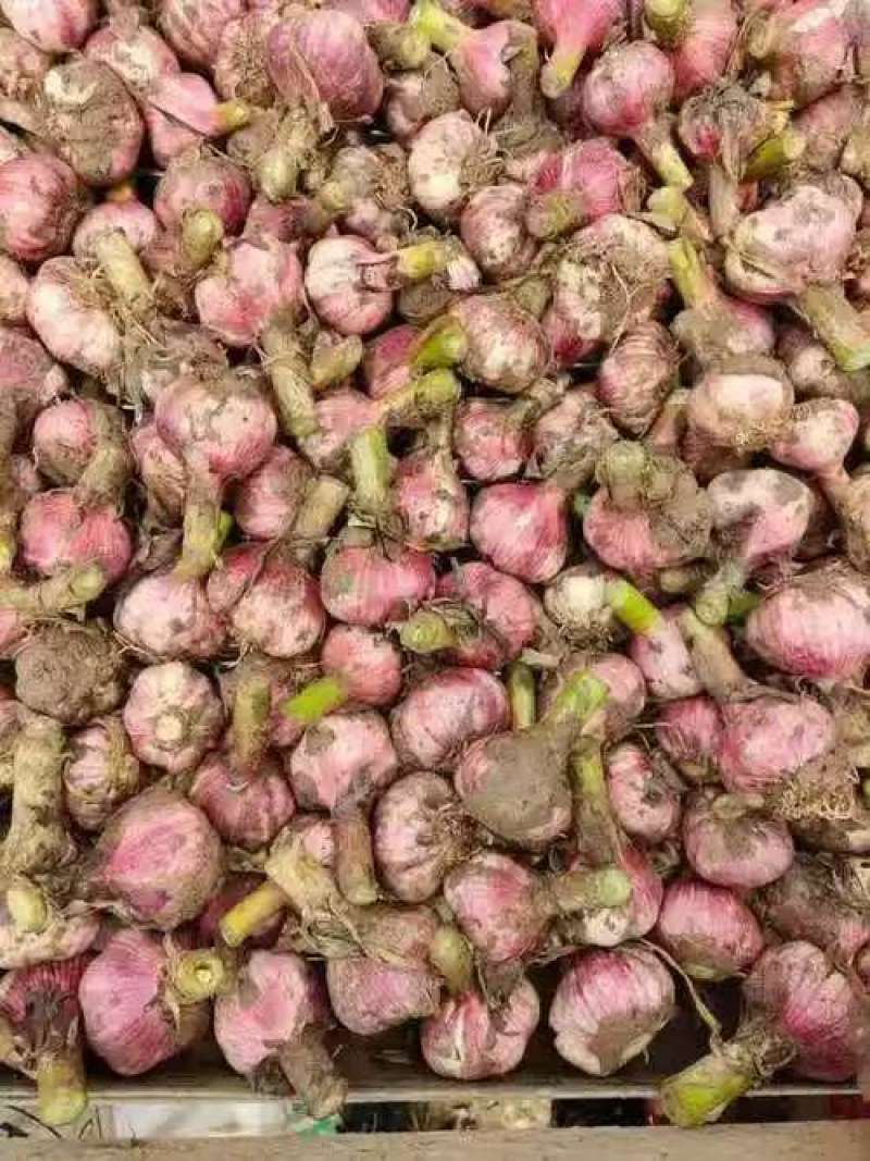 把蒜紫皮蒜扒皮蒜干大蒜基地直发全国发货