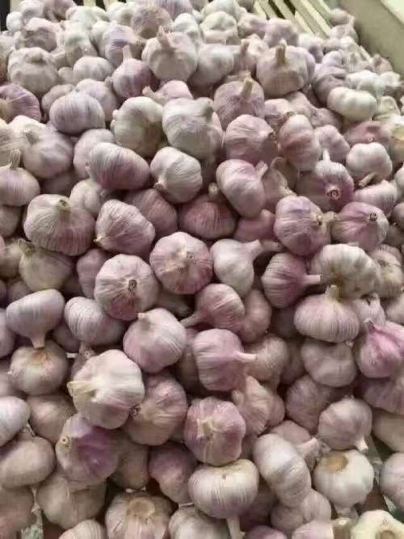 把蒜紫皮蒜扒皮蒜干大蒜基地直发全国发货