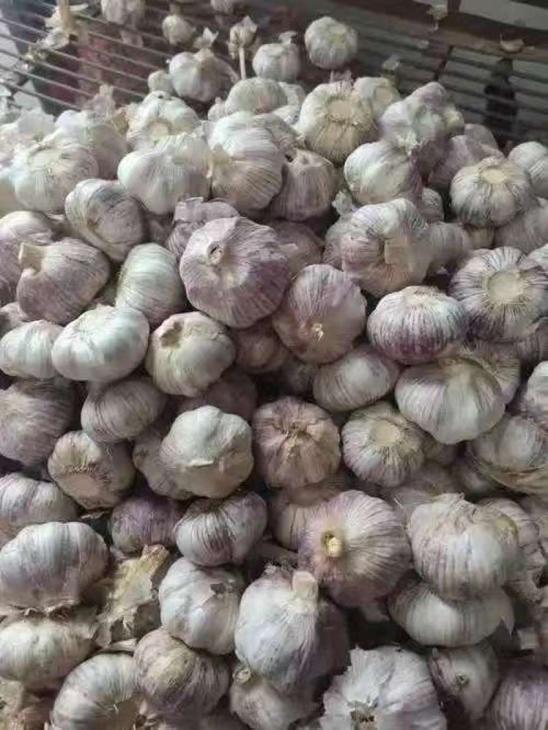 把蒜紫皮蒜扒皮蒜干大蒜基地直发全国发货