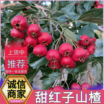 (精选)甜红子山楂/新鲜现摘/对接电商平台团购代发等