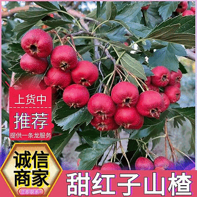 （精选）甜红子山楂/新鲜现摘/对接电商平台团购代发等