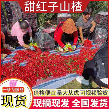 【甜红子山楂】新鲜采摘/对接电商平台带货代发团购