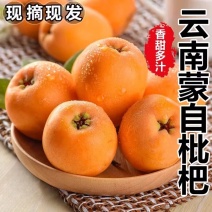 云南蒙自枇杷一件代发产地直发一手货源对接各大电商平台
