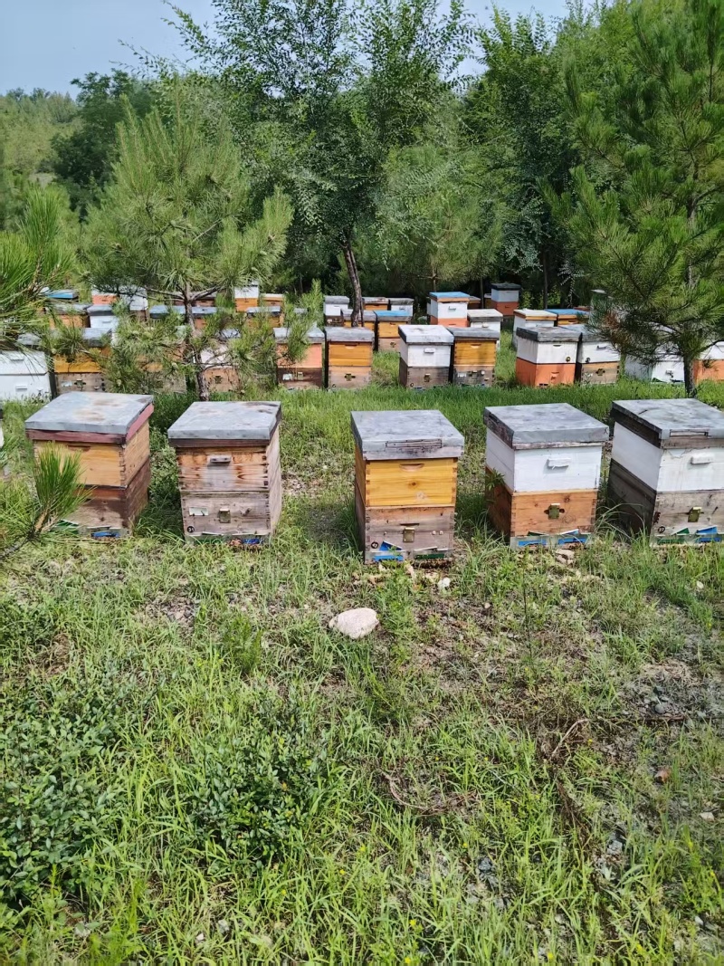 北京本地自家养蜂蜜/土蜂蜜/甜度可口/量大价优/欢迎咨询