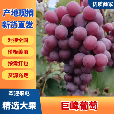 好二茬巨峰葡萄预售中，有需要的老板通过一亩田明年合作
