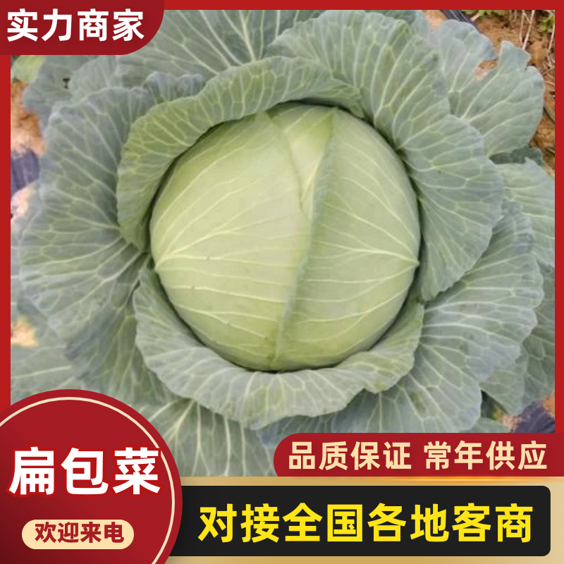 京丰一号包菜甘蓝扁包菜对接商超批发市场脱水厂产地直发