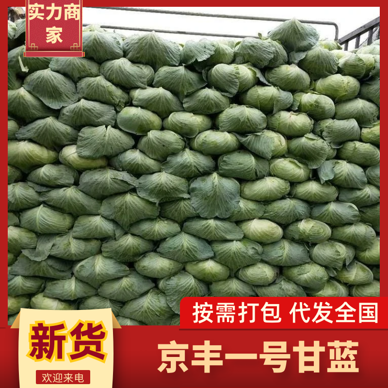 京丰一号包菜，绿度高，适应各批发市场加工厂。