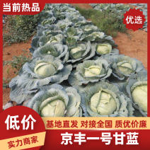 京丰1号甘蓝，质量好，适应各大批发市场，2~3公斤