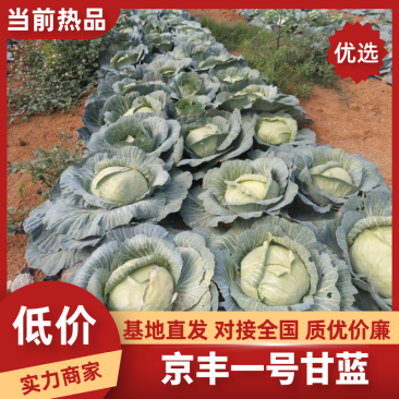 京丰1号甘蓝，质量好，适应各大批发市场，2~3公斤