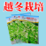 阳春三月白菜苔种子青菜苔种子越冬耐寒蔬菜种了籽四季蔬菜种