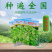 阳春三月白菜苔种子青菜苔种子越冬耐寒蔬菜种了籽四季蔬菜种