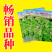 阳春三月白菜苔种子青菜苔种子越冬耐寒蔬菜种了籽四季蔬菜种