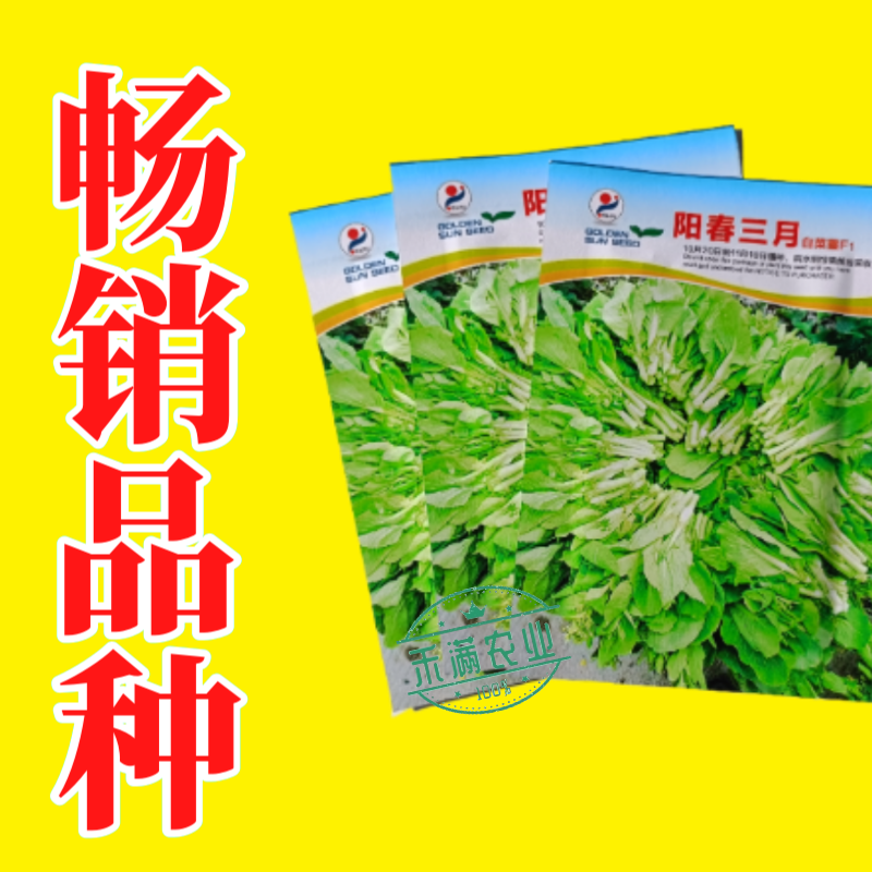 阳春三月白菜苔种子青菜苔种子越冬耐寒蔬菜种了籽四季蔬菜种