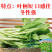 阳春三月白菜苔种子青菜苔种子越冬耐寒蔬菜种了籽四季蔬菜种