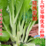 阳春三月白菜苔种子青菜苔种子越冬耐寒蔬菜种了籽四季蔬菜种
