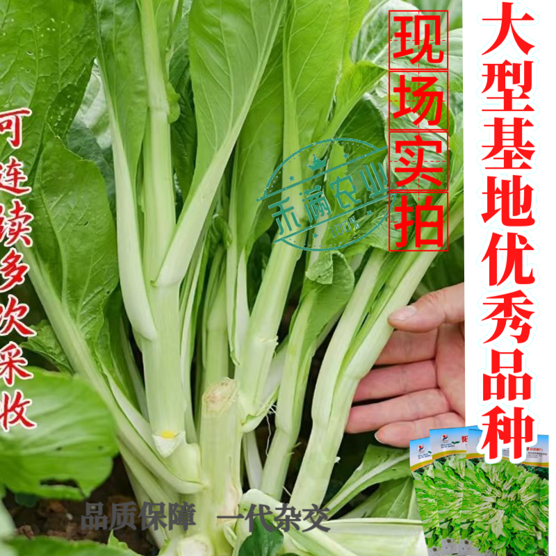 阳春三月白菜苔种子青菜苔种子越冬耐寒蔬菜种了籽四季蔬菜种